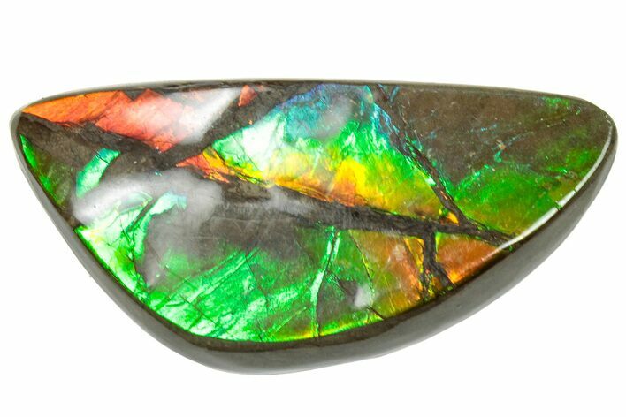 Iridescent Ammolite (Fossil Ammonite Shell) - Rainbow Colored #310327